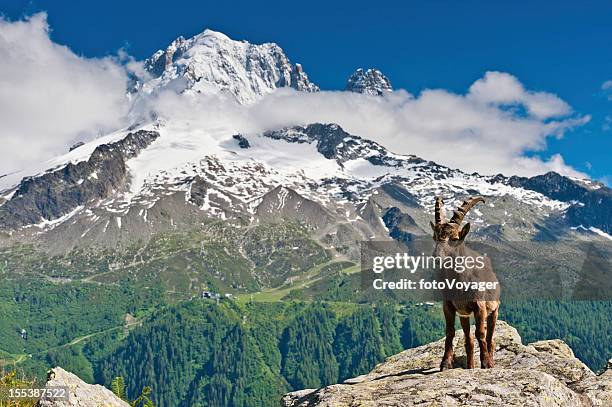 ibex and snowy mountain peaks alps - alpine ibex stockfoto's en -beelden