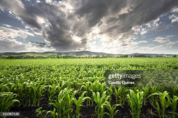 forward view of field captures storm filling the sky above - queensland storm stock pictures, royalty-free photos & images