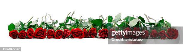 roses on white background - rose line stock pictures, royalty-free photos & images