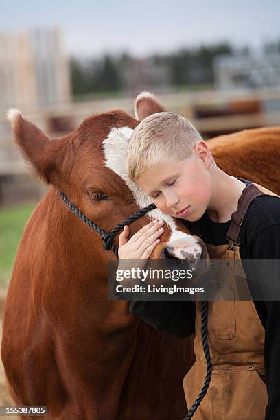 a young boy in brown overalls with his brown calf - cow cuddling stock pictures, royalty-free photos & images