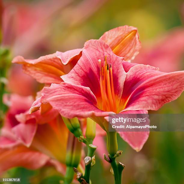 daylily flowers - x - day lily stock pictures, royalty-free photos & images