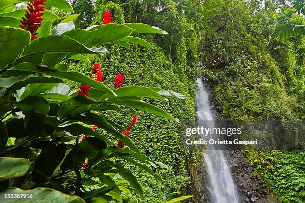 dunkle blick auf den wasserfall, st. vincent - st vincent stock-fotos und bilder