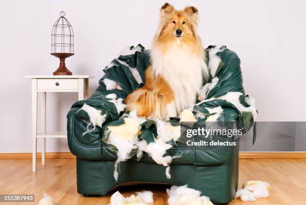 wunderschöne-collie sitzend in buchhandlung tattered ledersessel - ruine stock-fotos und bilder
