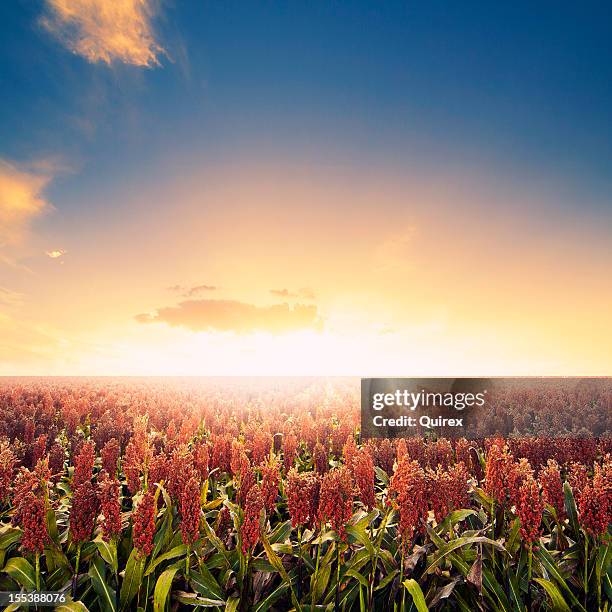 bauernhof feld bei sonnenaufgang - sorghum stock-fotos und bilder