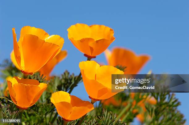 florescendo califórnia poopy flores silvestres - california golden poppy - fotografias e filmes do acervo