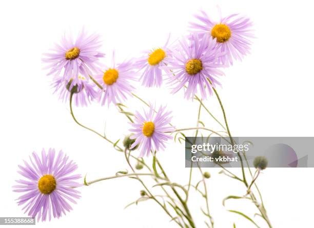wild aster on white - aster stock pictures, royalty-free photos & images