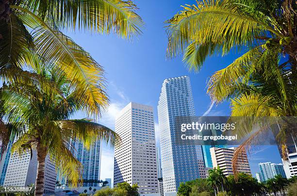 ヤシの木、オフィスビル、フロリダ州マイアミ） - downtown miami ストックフォトと画像