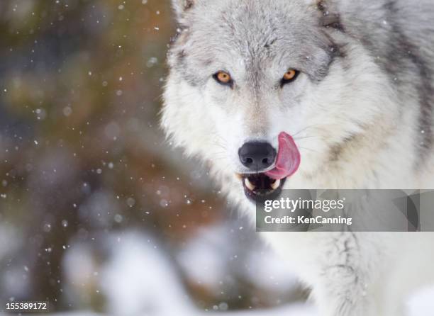 wolf - vildhund bildbanksfoton och bilder