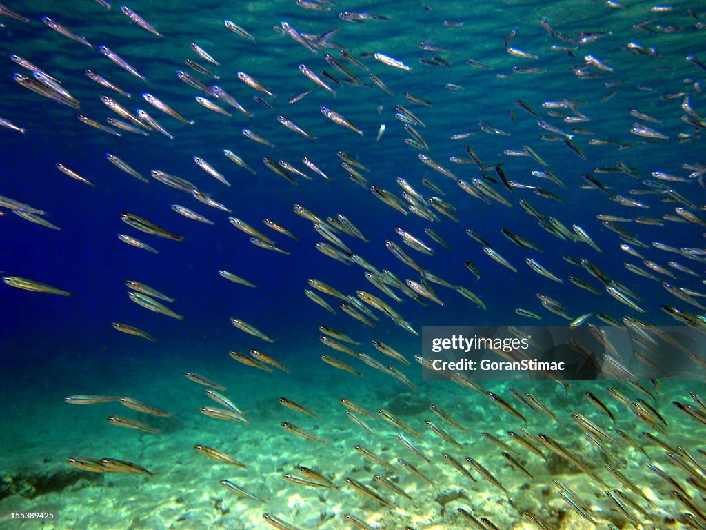 Shoal of anchovies