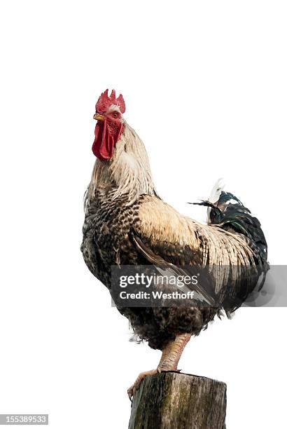 proud rooster - rooster stock pictures, royalty-free photos & images