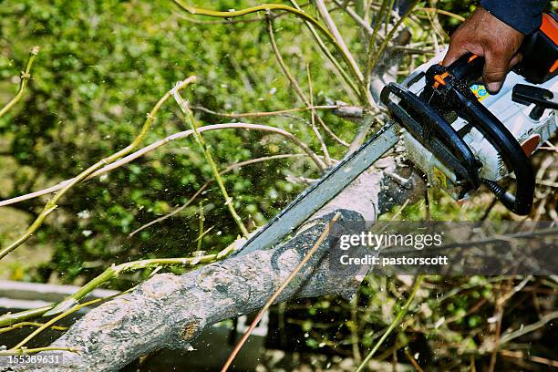 aborist using chainsaw on ash tree branch sawdust ylying - beskära bildbanksfoton och bilder