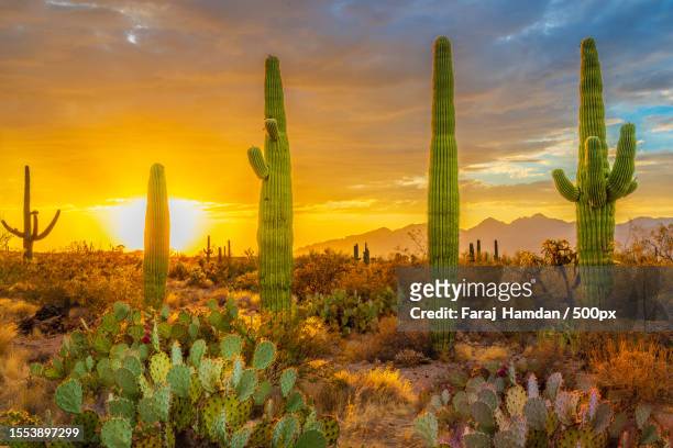 scenic view of field against sky during sunset,arizona,united states,usa - saguaro cactus stock pictures, royalty-free photos & images