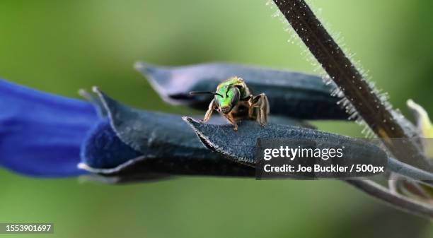 Burl Insect 64 Burlington Kentucky Stock Photos, High-Res Pictures, and Images ...