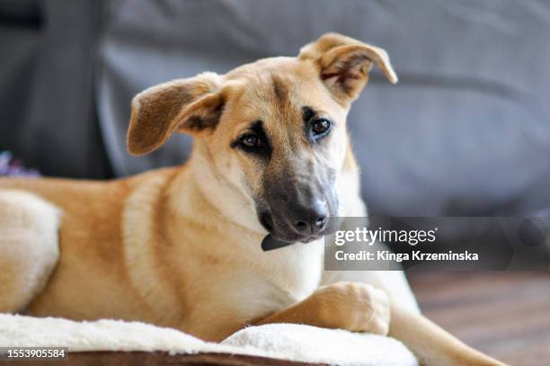 puppy - adopción de mascotas fotografías e imágenes de stock