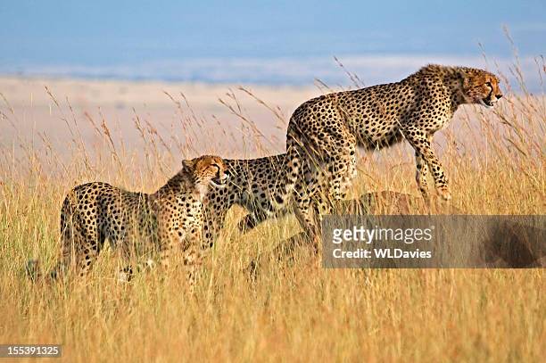 cheetah in high grass - cheetah stock pictures, royalty-free photos & images