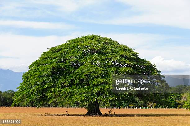 giant tree in empty field, guanacaste, costa rica - ogphoto stock pictures, royalty-free photos & images