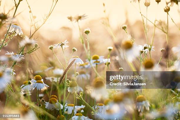 chamomile herb in wheat field - herbs stockfoto's en -beelden