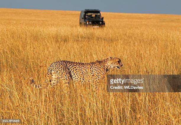 african safari - jeep stock pictures, royalty-free photos & images
