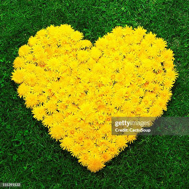 flower heart - dandelion drawing stock pictures, royalty-free photos & images