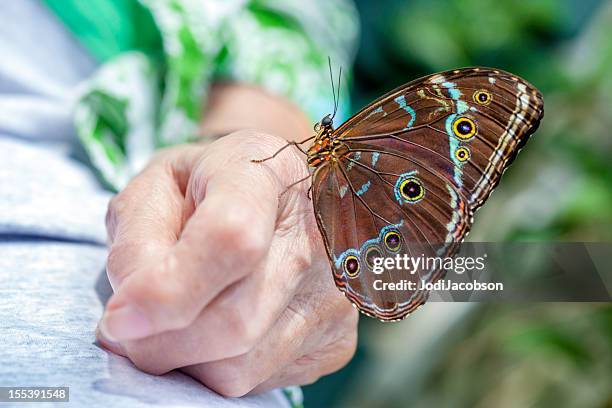 borboleta desembarcado na terceira artríticos mão. - butterfly hand imagens e fotografias de stock