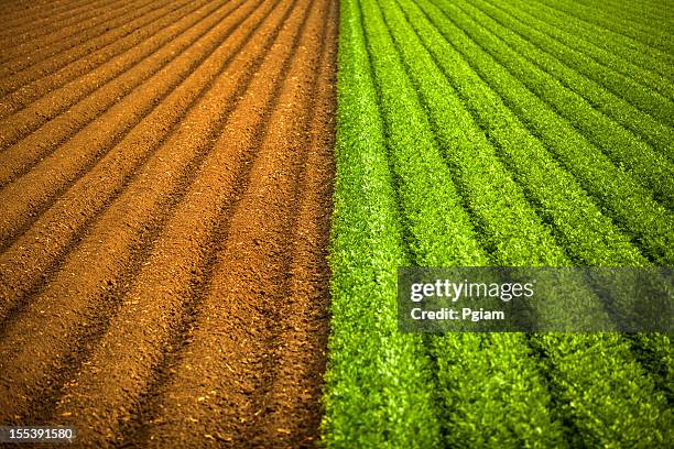 Row Crops Photos and Premium High Res Pictures - Getty Images