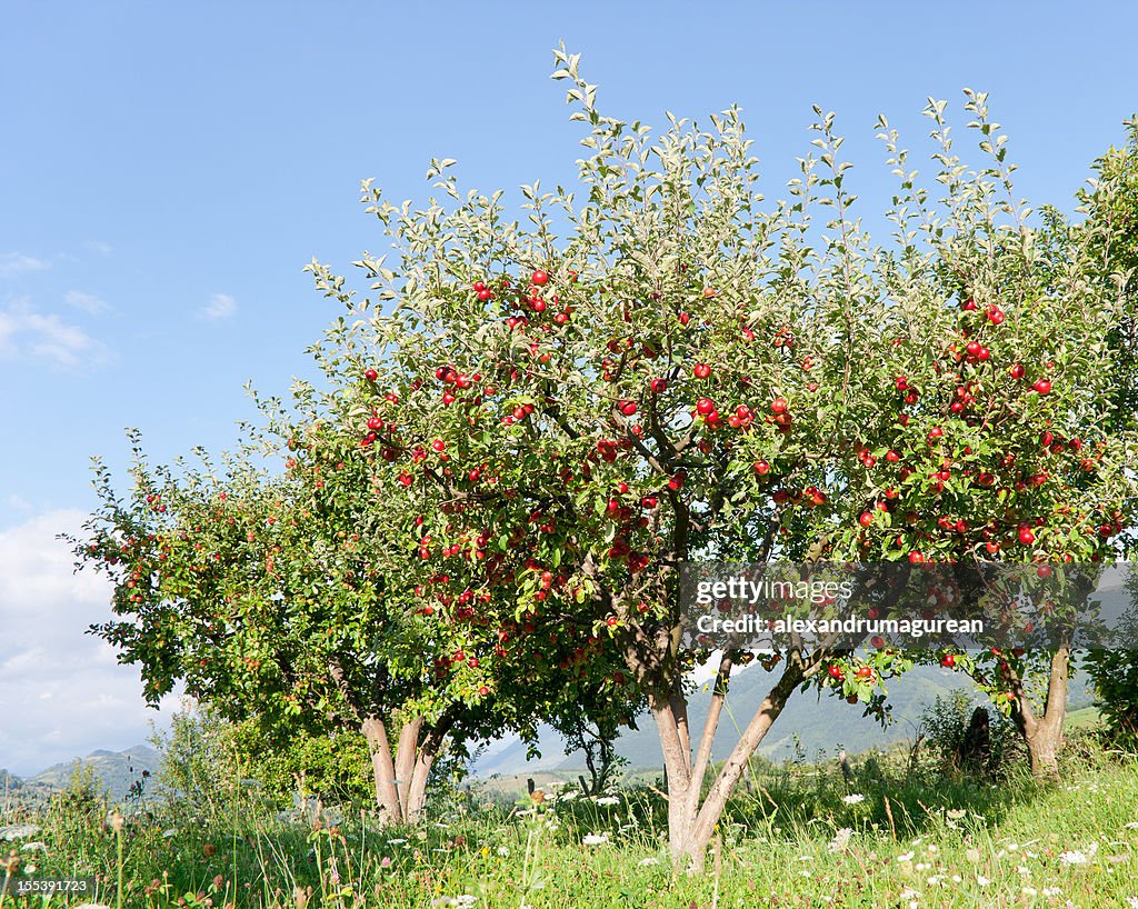 Árbol de manzano