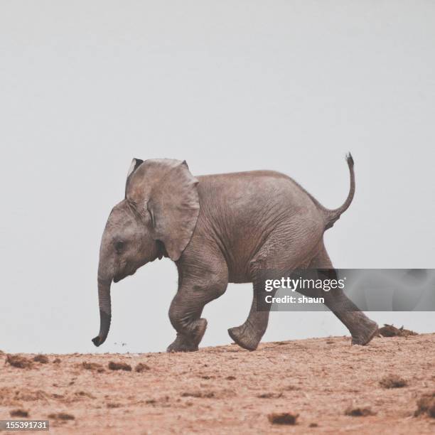 baby elephant - elephant calf stock pictures, royalty-free photos & images