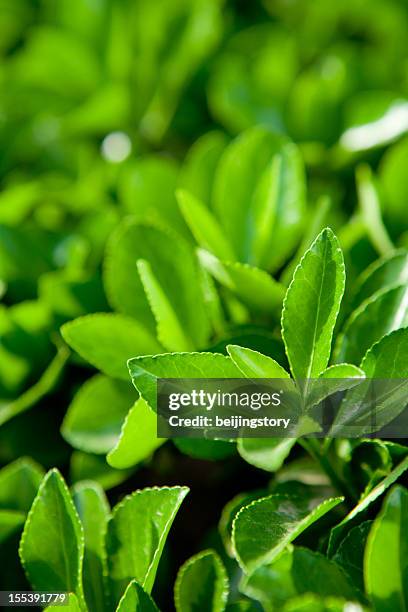 tee-plant - green tea plantation leaves stock-fotos und bilder