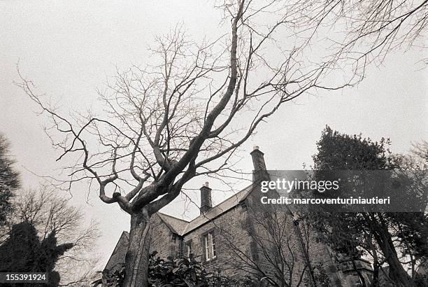 kahler baum mit blick auf einer house, england - albero spoglio stock-fotos und bilder