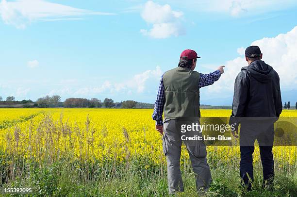 due agricoltori che indica canola field - colza foto e immagini stock