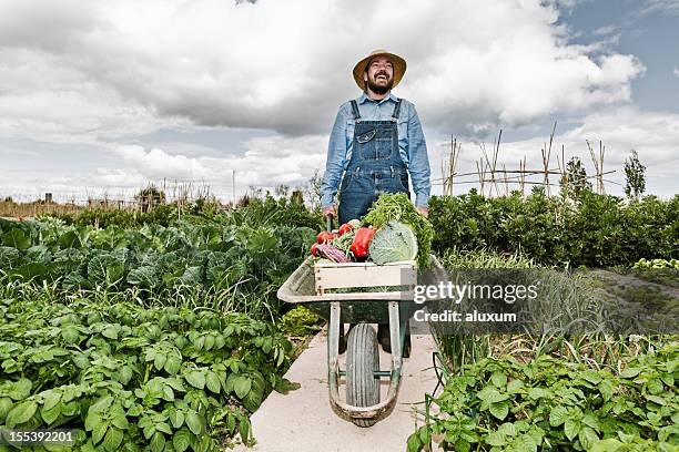 harvesting - wheelbarrow stock pictures, royalty-free photos & images