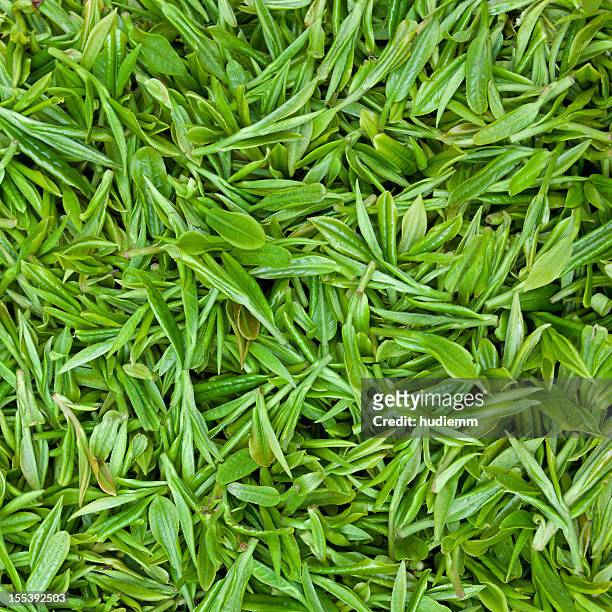 fresh green tea leaves background - green tea leaves stockfoto's en -beelden