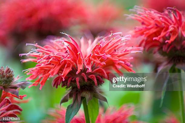 monarda in bloom - bergamot stock pictures, royalty-free photos & images