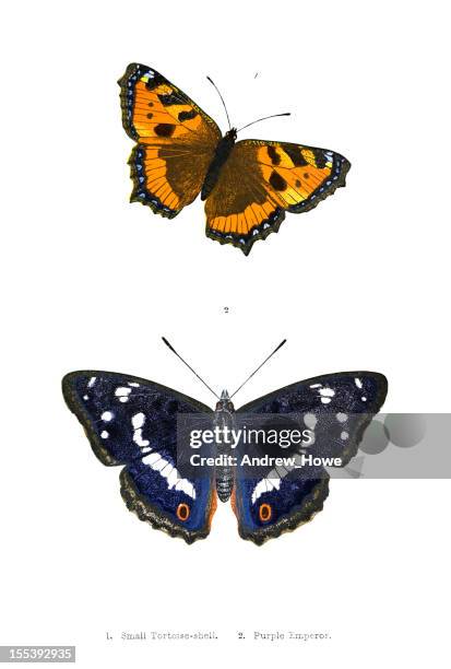 british butterfly illustrations - hand coloured engraving - butterfly insect stock illustrations