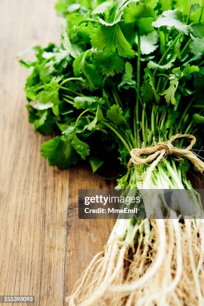 Local Roots Cilantro Cilantro Root Photos and Premium High Res Pictures - Getty Images