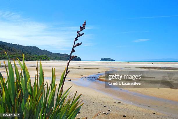 linho da nova zelândia flor com distante vista do mar - nelson imagens e fotografias de stock