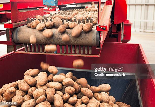 automated potato processing - oogsten stockfoto's en -beelden