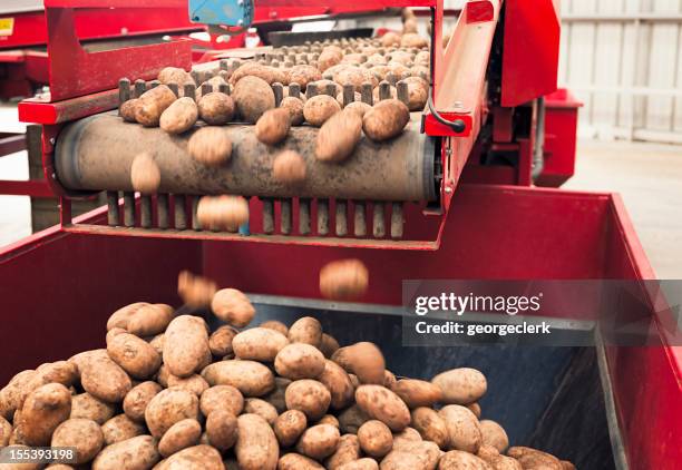 automated potato processing - food processing potato stock pictures, royalty-free photos & images