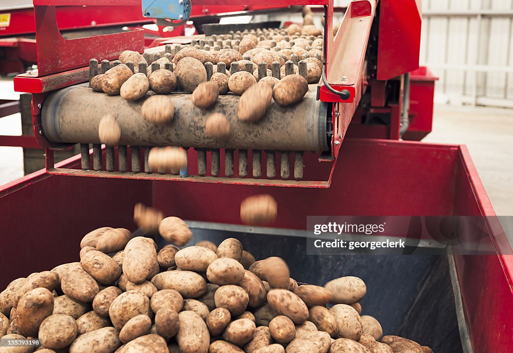 Processamento automatizado de batata