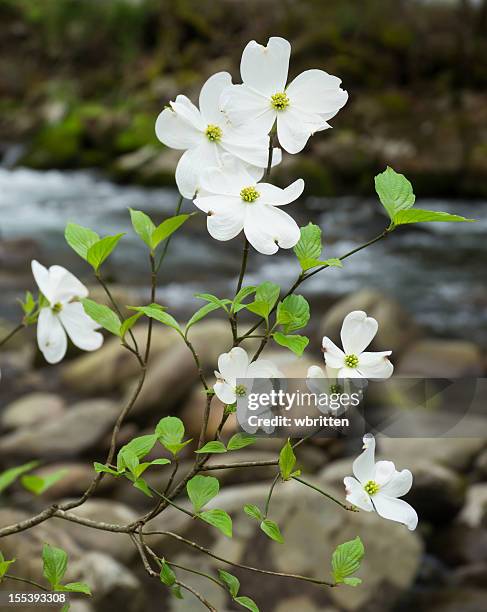 wild dogwood blooms in the smoky mountains - dogwood blossom 個照片及圖片檔