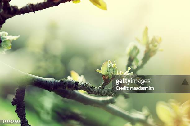 apfelbaum im frühling - äste stock-fotos und bilder