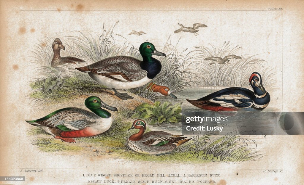 Ducks antique lithograph print from 1852