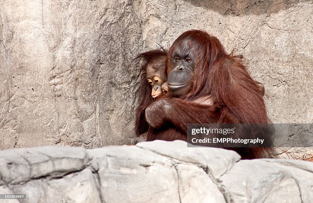 Orangután con su joven