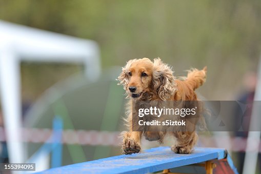 Cocker Spaniel Cocker Spaniel