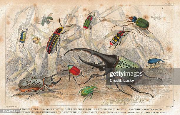 käfer alt litho aus 1852 - ladybug stock-grafiken, -clipart, -cartoons und -symbole