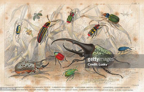 ilustraciones, imágenes clip art, dibujos animados e iconos de stock de beetles old litho imprimir desde 1852 - mariquita