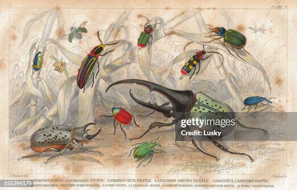 beetles old litho print from 1852 - animal exoskeleton stock illustrations