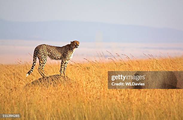 alert cheetah - afrikaans jachtluipaard stockfoto's en -beelden