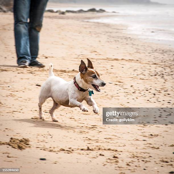 senior jack russell terrier running on the beach - jack russell terrier stock-fotos und bilder