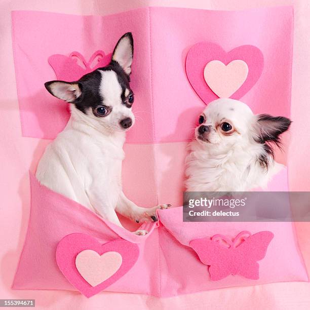 two chihuahuas in pink - lang haar stock pictures, royalty-free photos & images